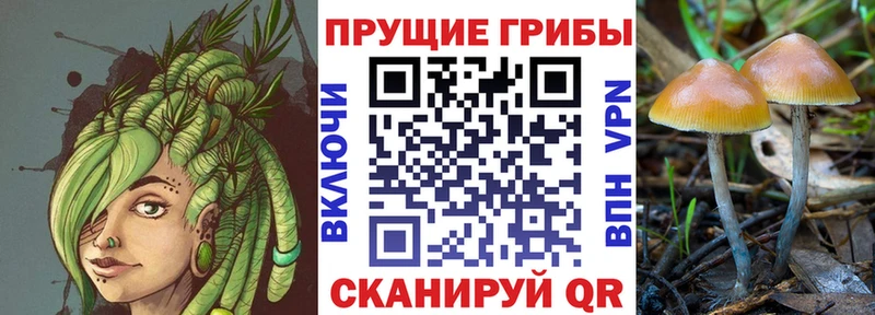 Псилоцибиновые грибы прущие грибы  Унеча 